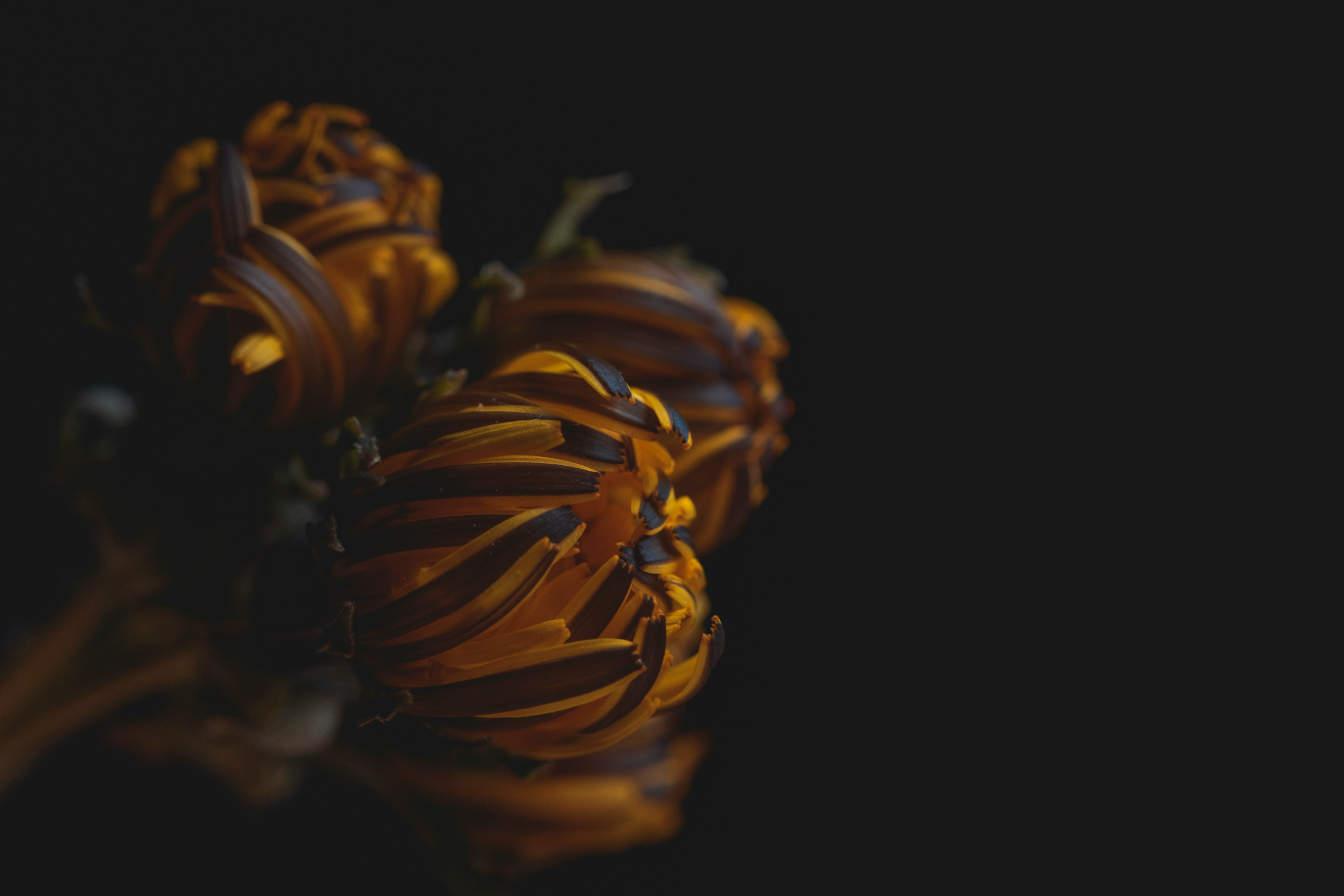 yellow and brown flowers